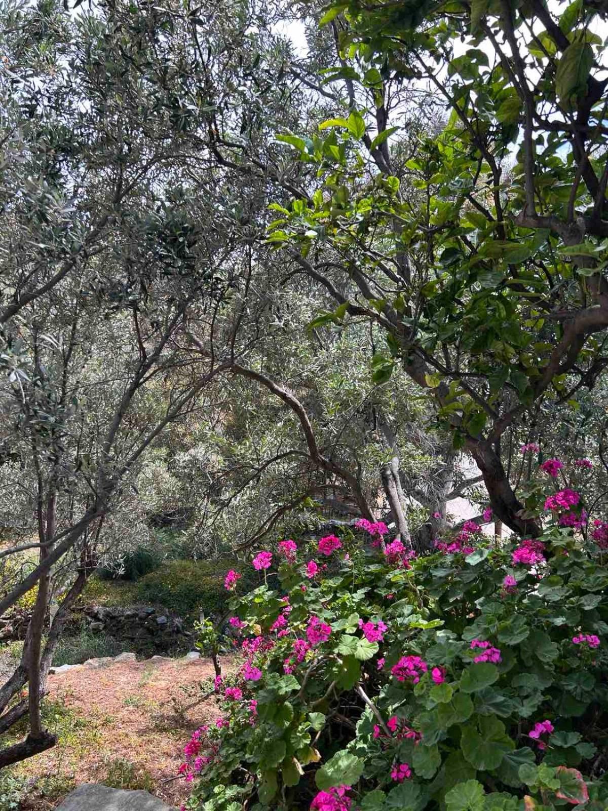 Grandpa Simos' Traditional Guest House Agios Romanos Buitenkant foto